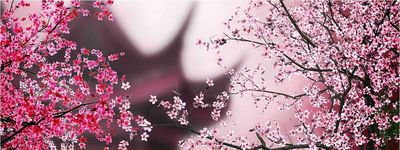 Туры в Япония. Сакура в Токио