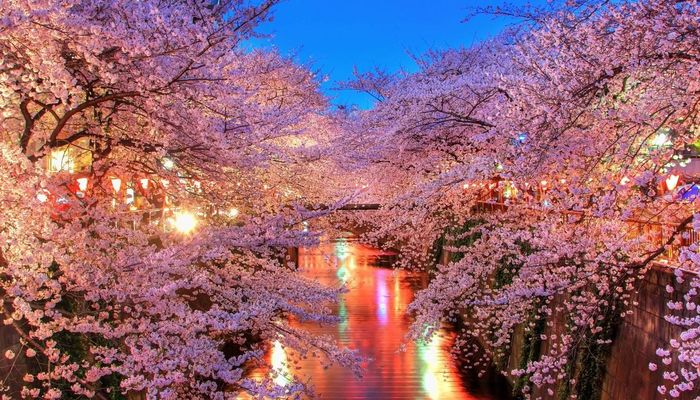групповые туры на сакуру из киева