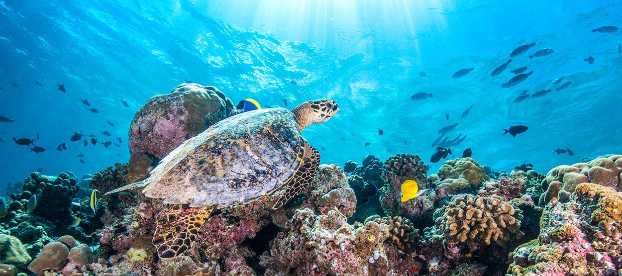 jumeirah vittaveli maldives