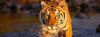 Туры в Непал. Долина священного Лотоса