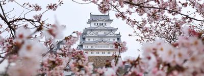 Туры на сакуру в Японию