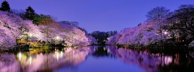 Тур в Японию. Сакура