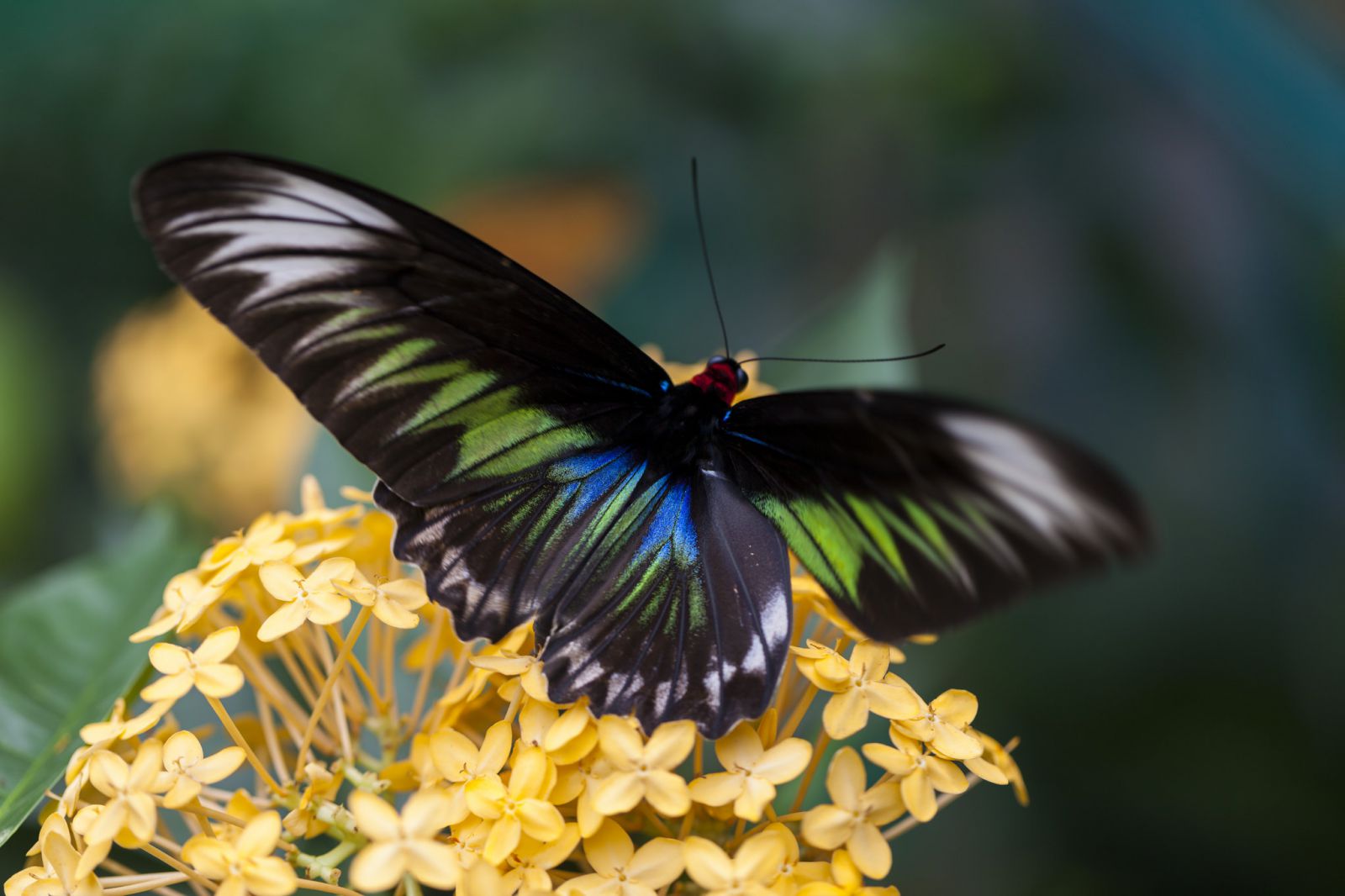 тур по Куала Лумпур