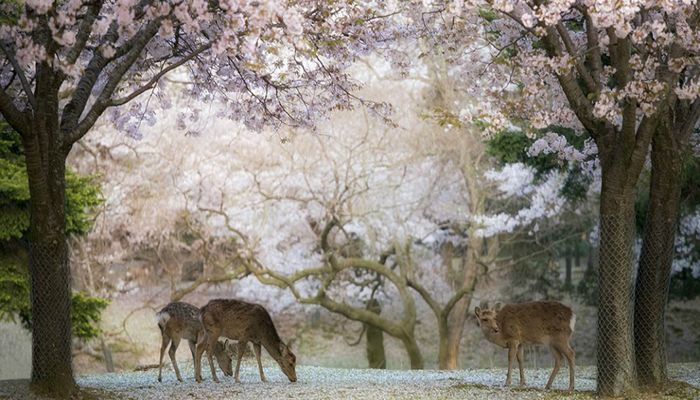 цветение сакуры