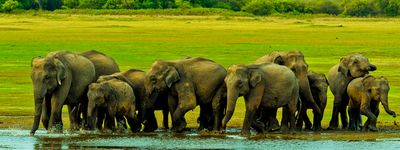 Туры в Шри-Ланку