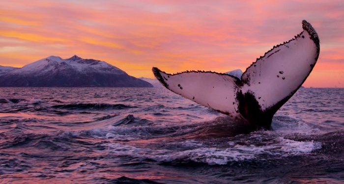 тур на север норвегии