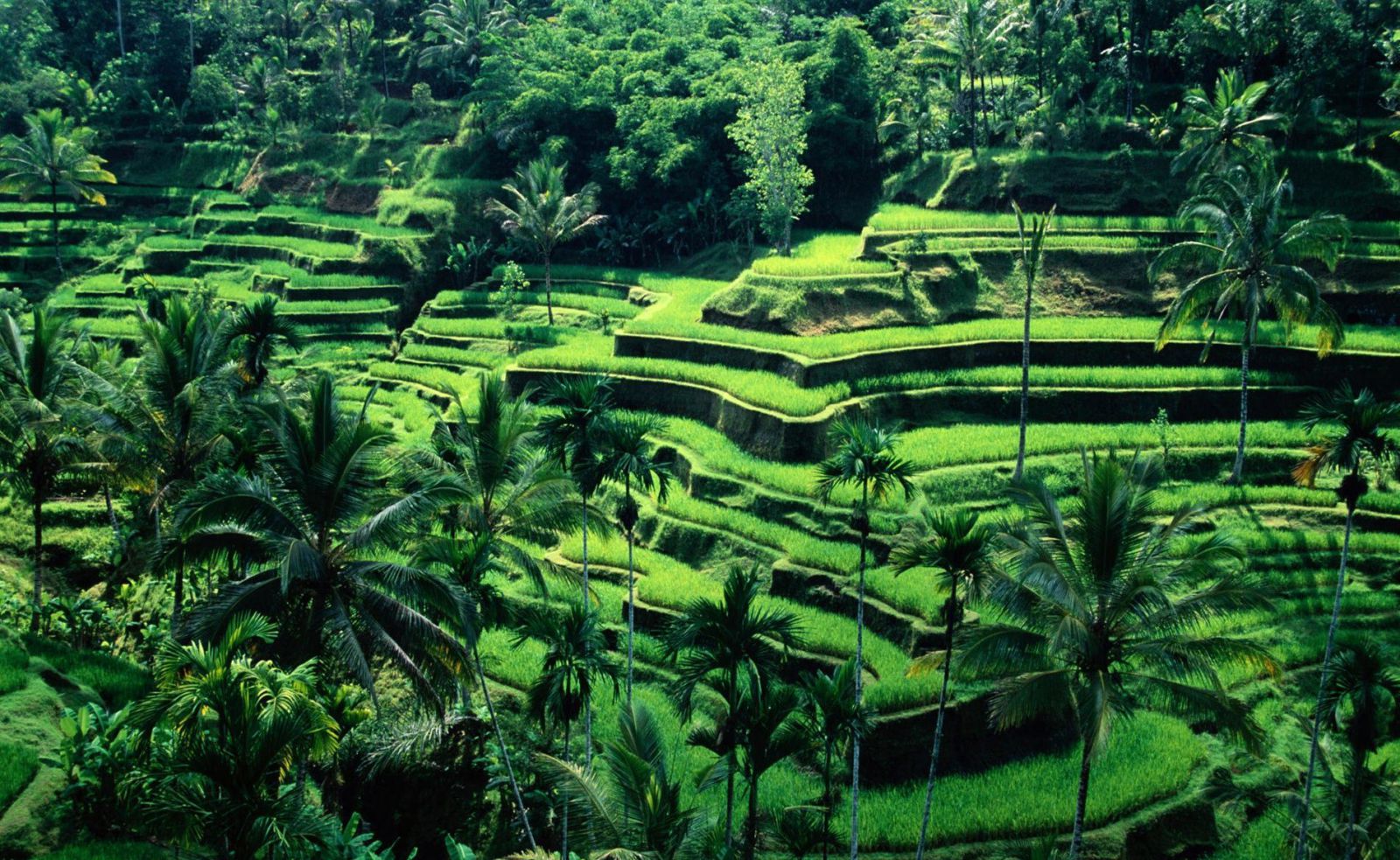 поездка на Бали