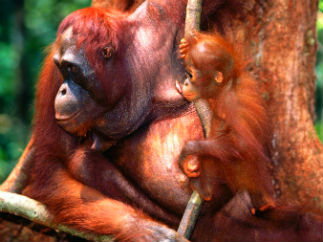 Экскурсии по острову Борнео