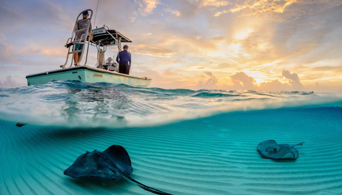 Поплавать со скатами в Stingray City, Антигуа