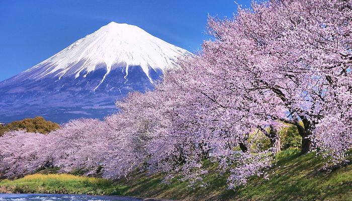 хаконе сакура