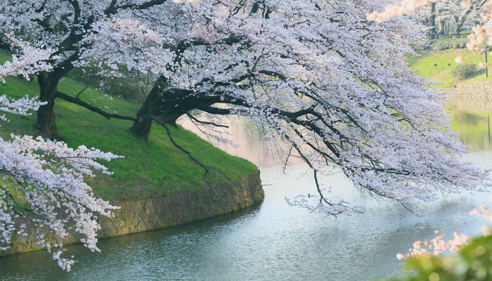 сакура киото токио