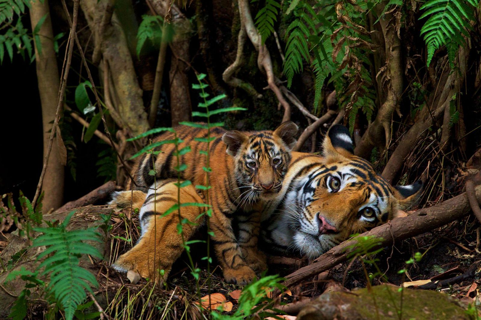 екскурсія до Непалу