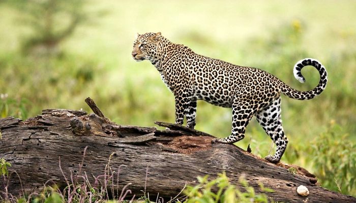 новогодний тур в непал и читван