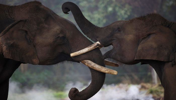 тур в читван