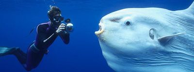 Дайвинг на Бали