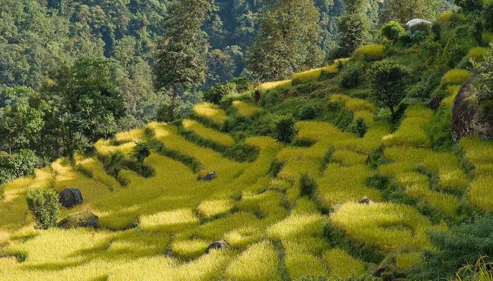 лечебный тур в Непал