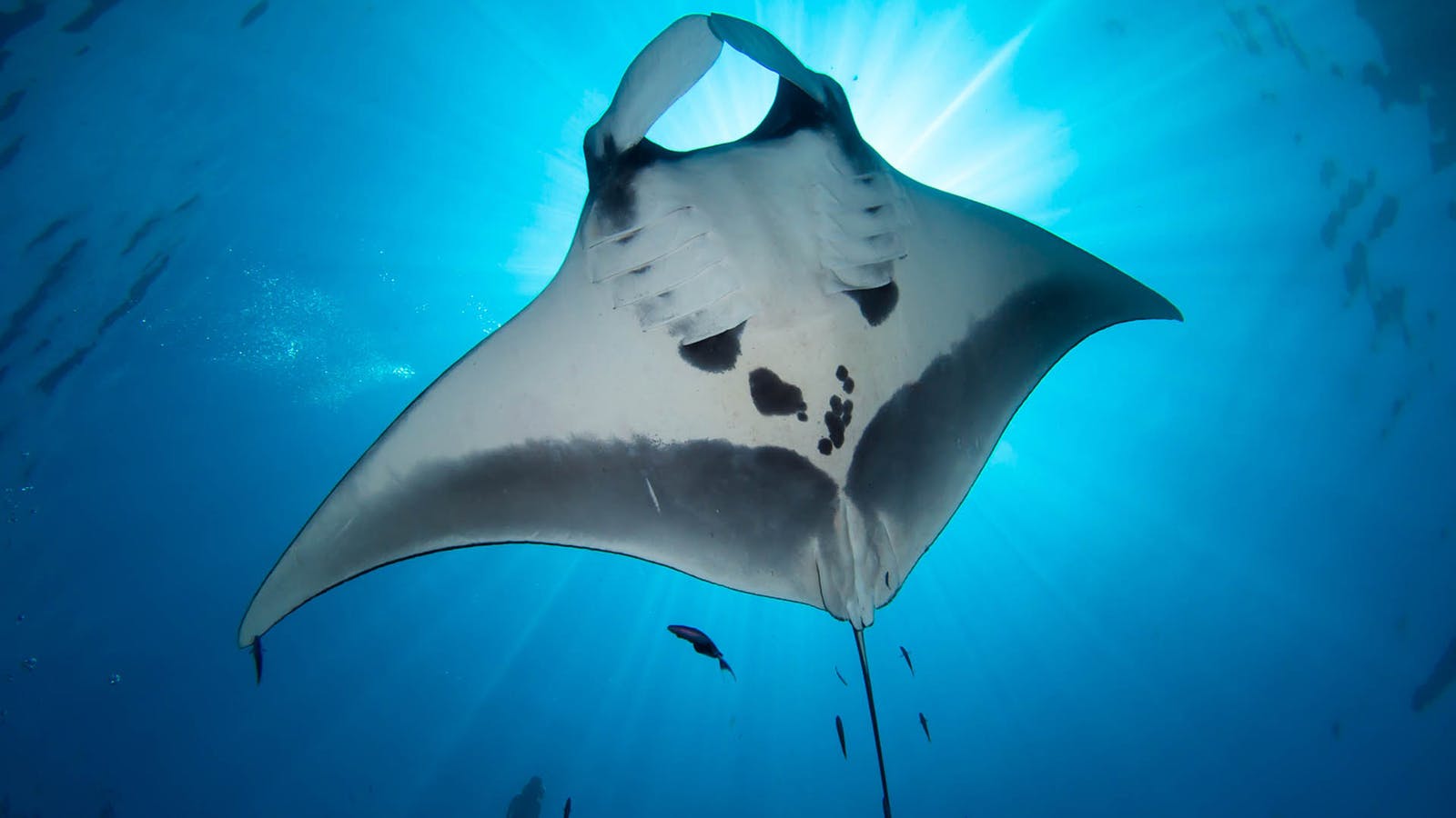 дайвинг на Бали