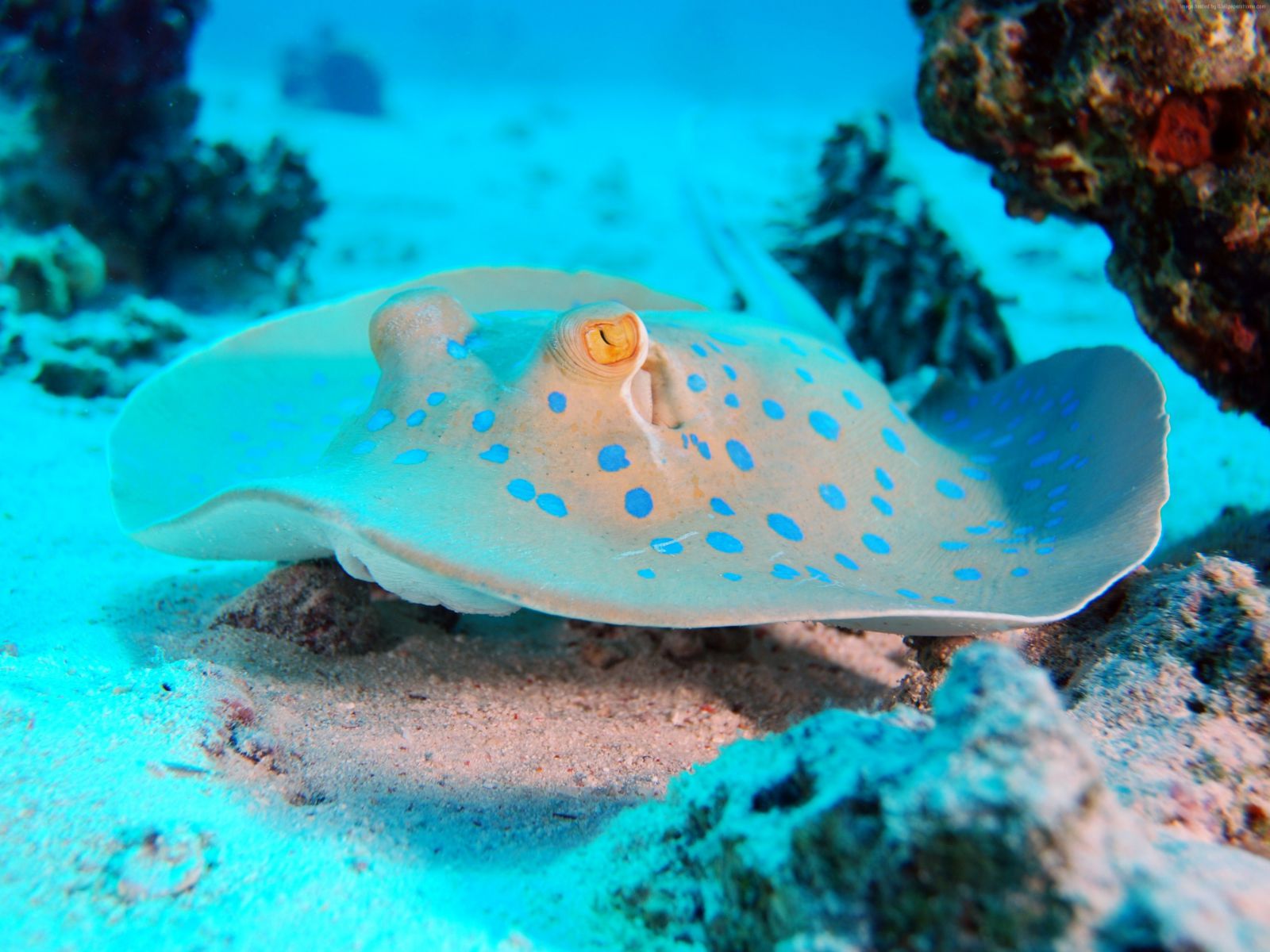 тури дайвінг на Балі