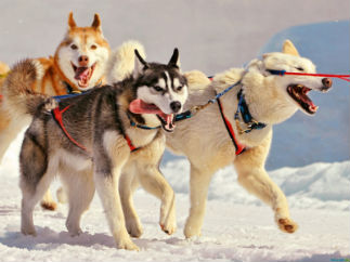 Экскурсии в Леви