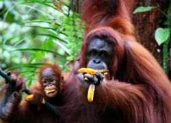 Экскурсии по Малайзии. Остров Борнео