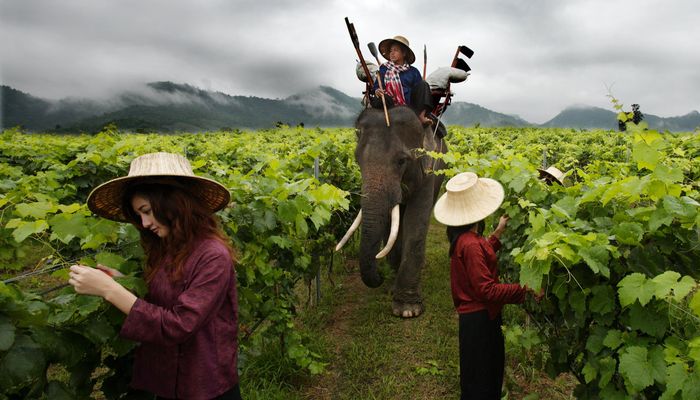 Туры в Таиланд,винодельня тайланд, виноградник хуа хин, гастрономический тур