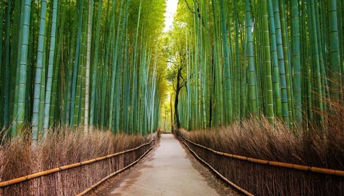 арасияма тур