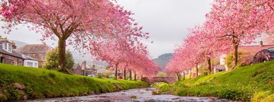 сады в японии