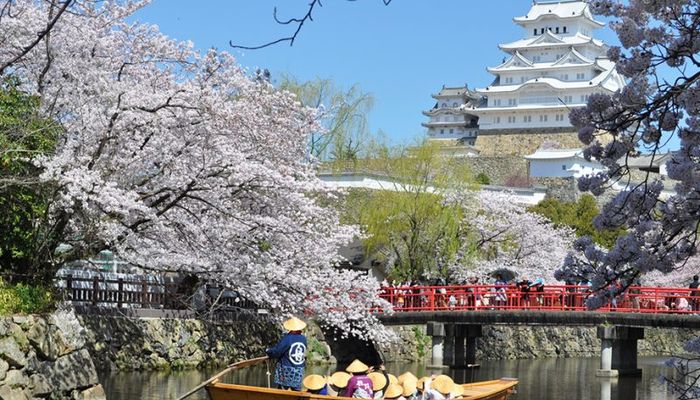 сакура осака