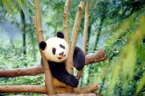 Валюта Китая