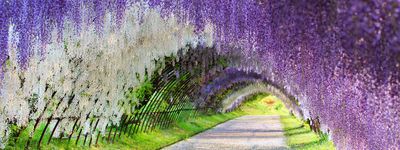 Тур в Японию. Глициния