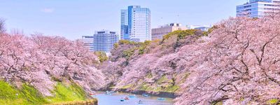 Тур в Японію. Сакура весною