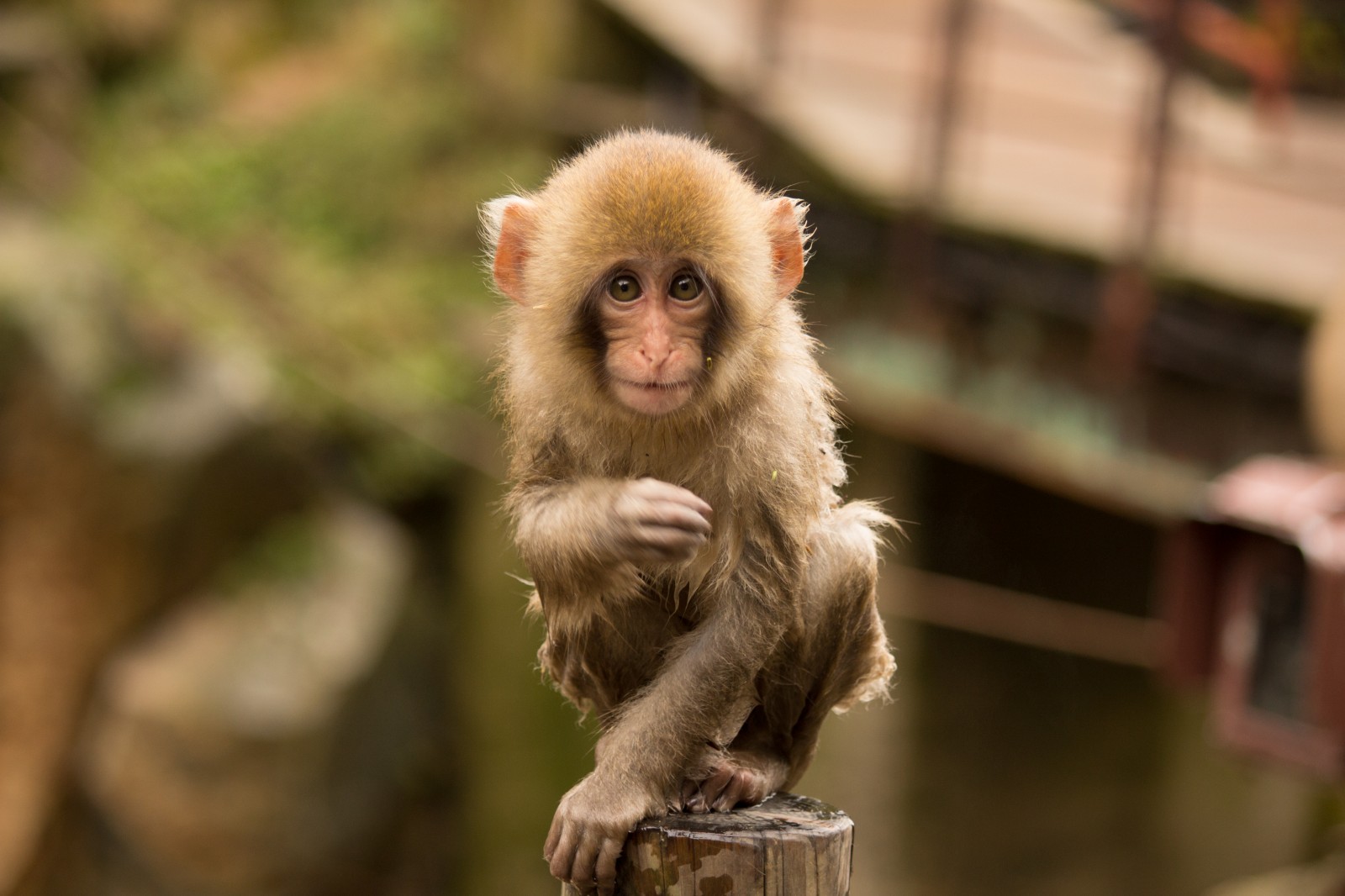 япония зимой путешествие