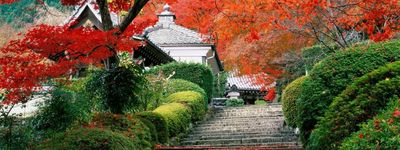 Групповые Туры в Японию. Осенние клёны