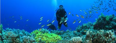 Дайвинг в Корее на Чеджу