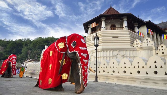 туроператор по шри ланке