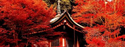 Японские клены