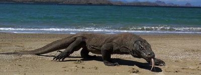 В поисках драконов комо