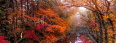 Туры в Корею. Алые клёны