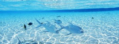 тур на Мальдивы 