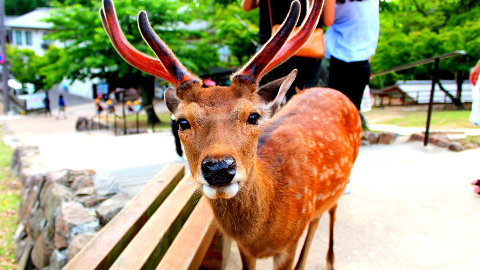 отдых в японии с посещением турнира по сумо