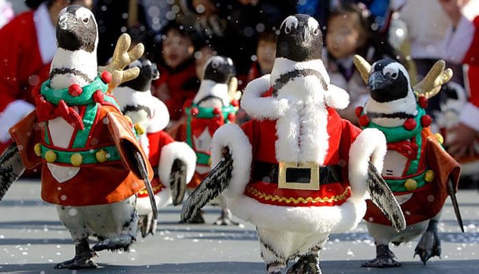 тур в сеул на новый год