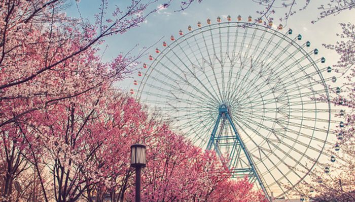 японская вишня цветет