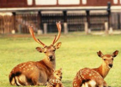 Экскурсии в Киото