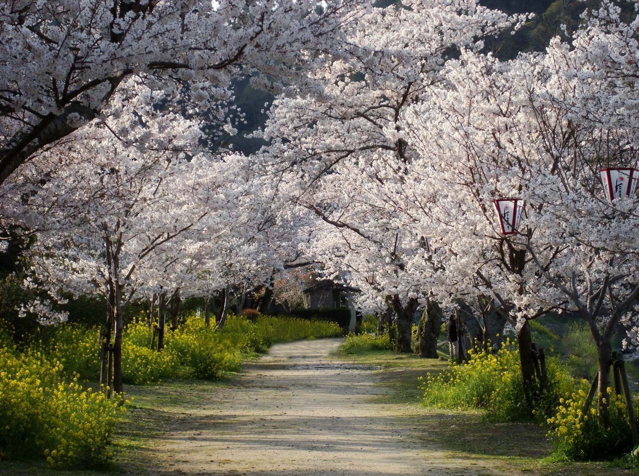 поездка на сакуру