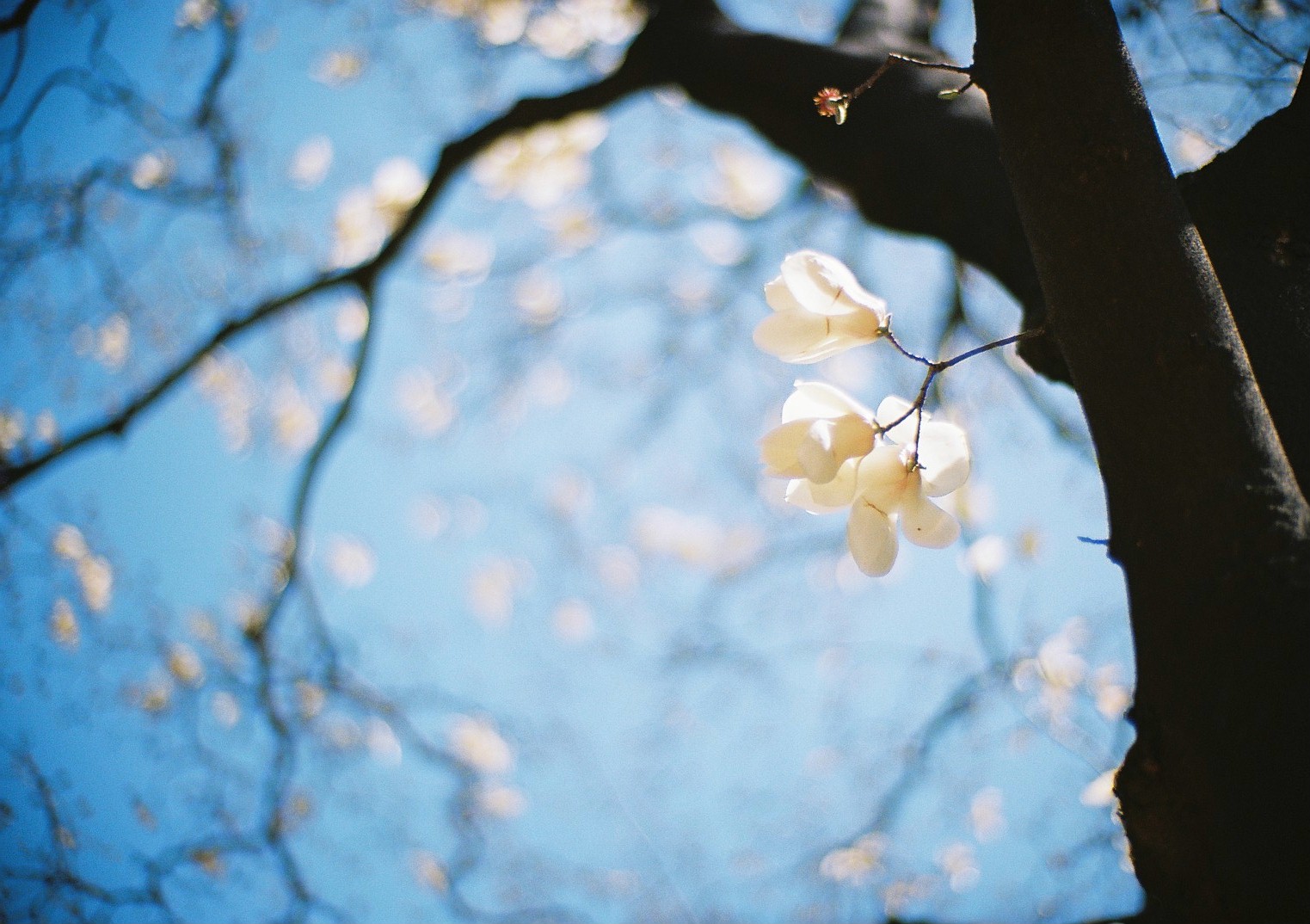 хаконе весной