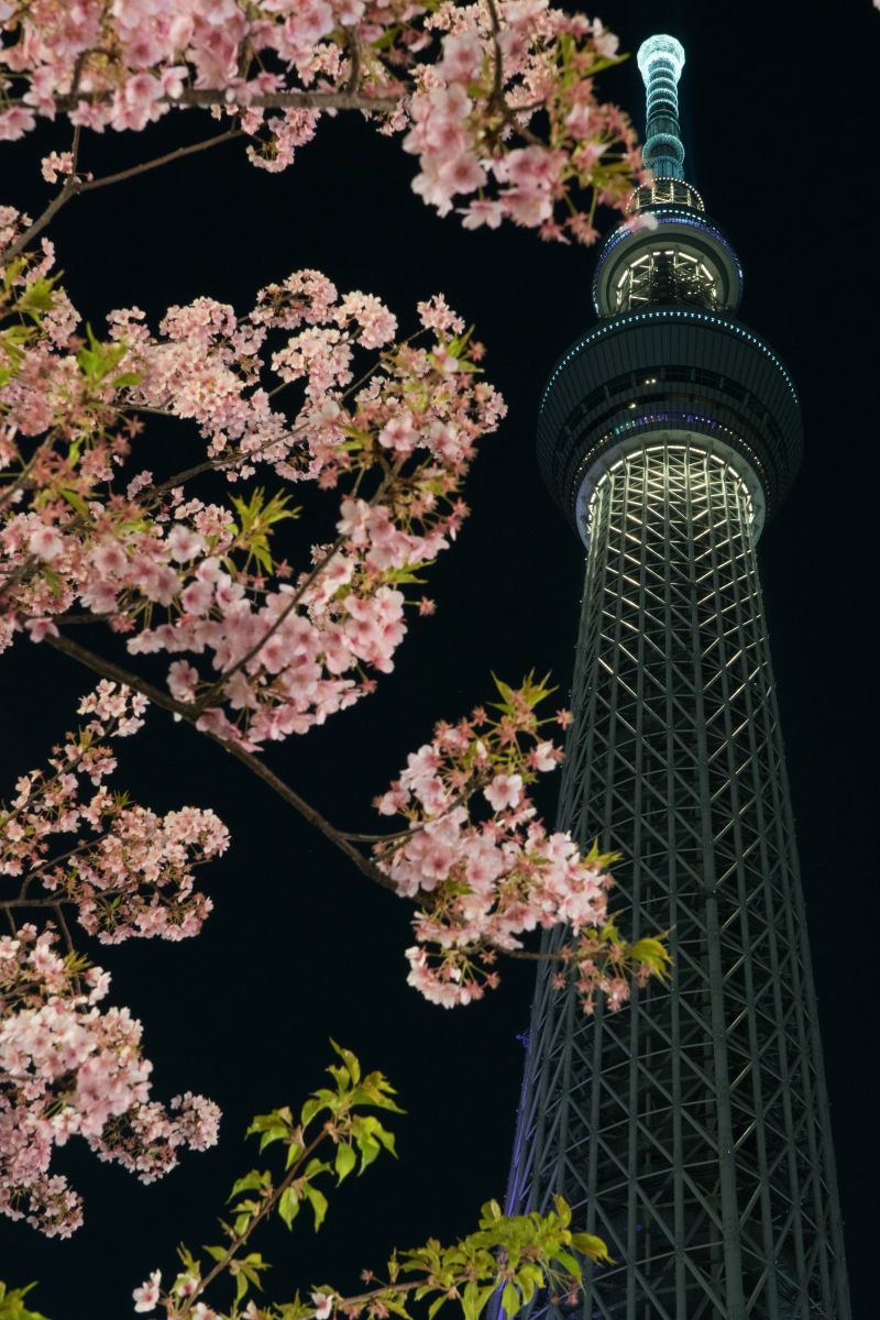 сакура в японии групповой тур