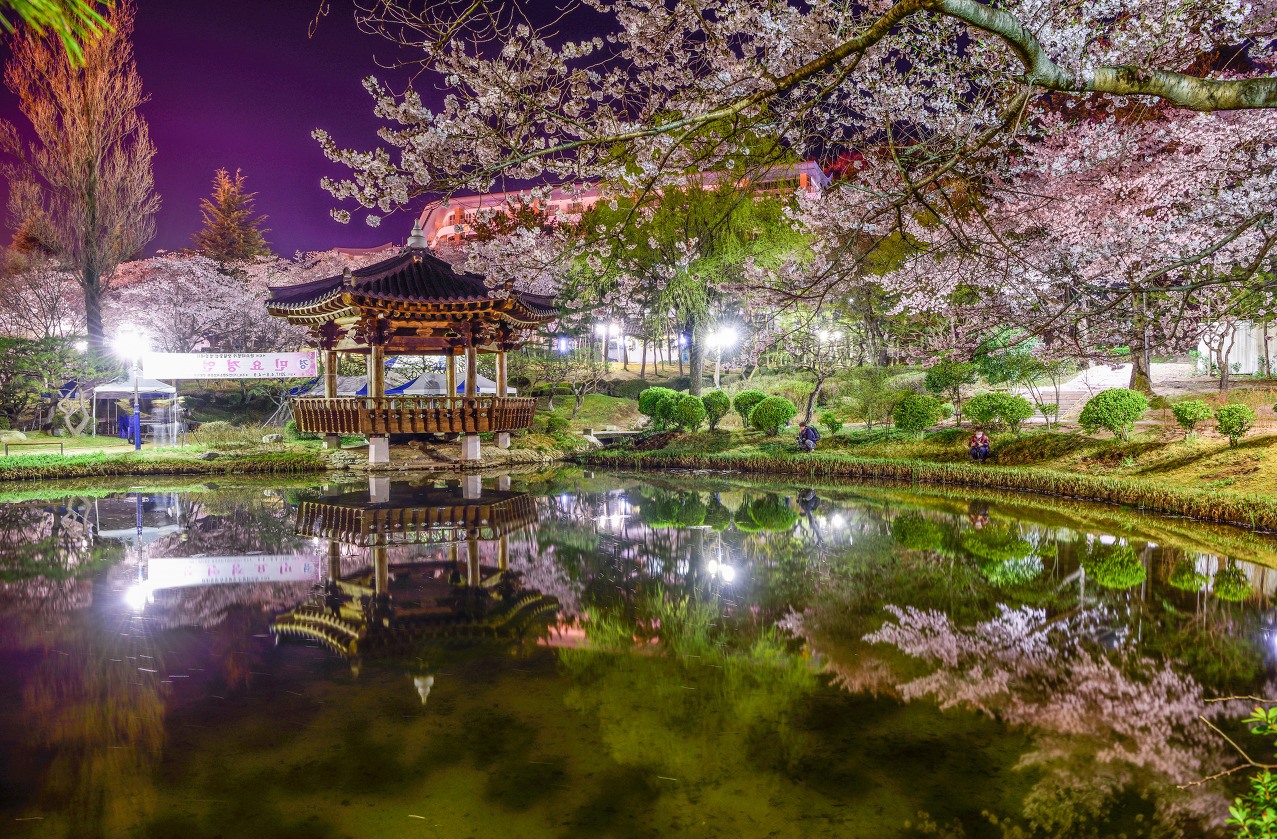 групповая поездка в Корею на сакуру