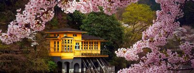 Японские клены. Зимняя сакура