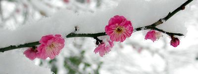 Зимняя сакура