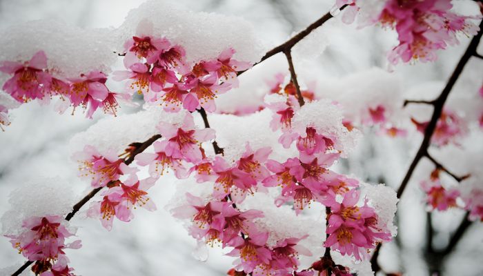 сакура, зима, Япония